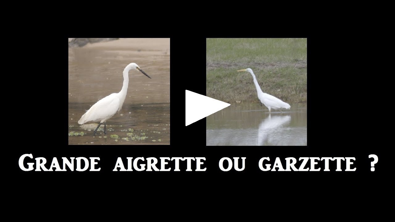 Grande aigrette ou Garzette ?
