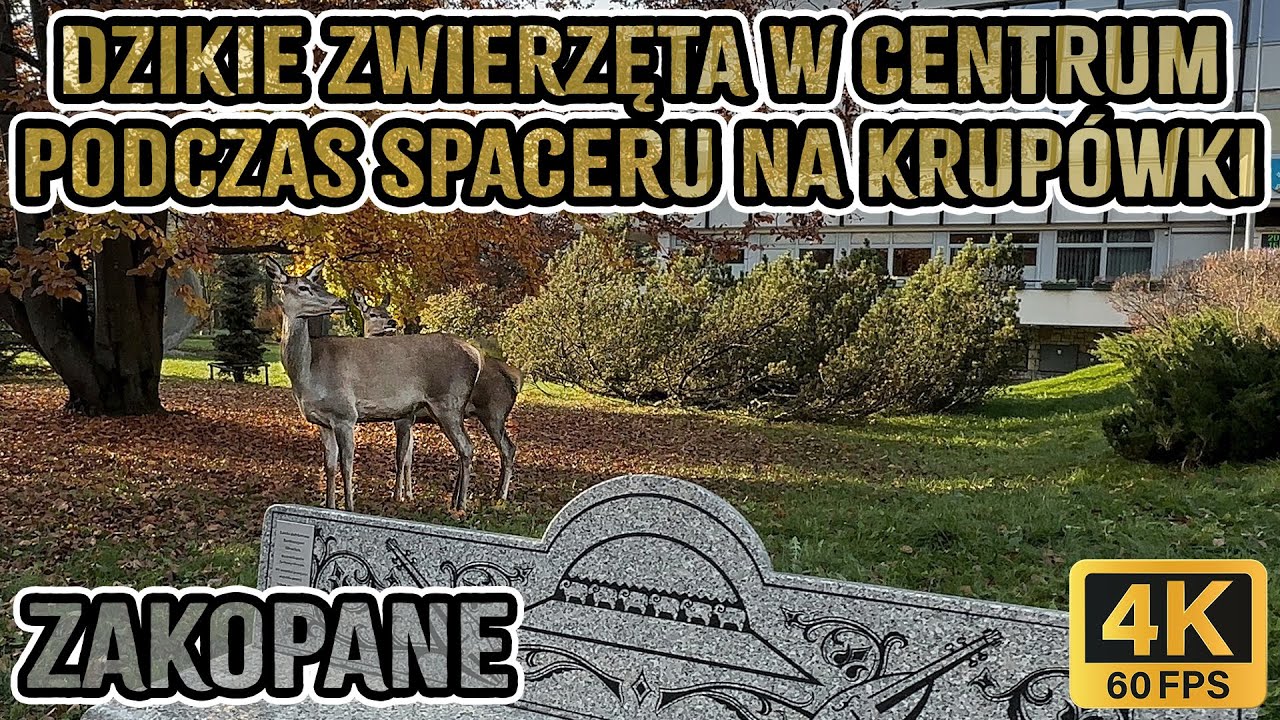 🔴Zakopane, z DWORCA na KRUPÓWKI, całe przejście! 4K❗2024.10.26 ASMR