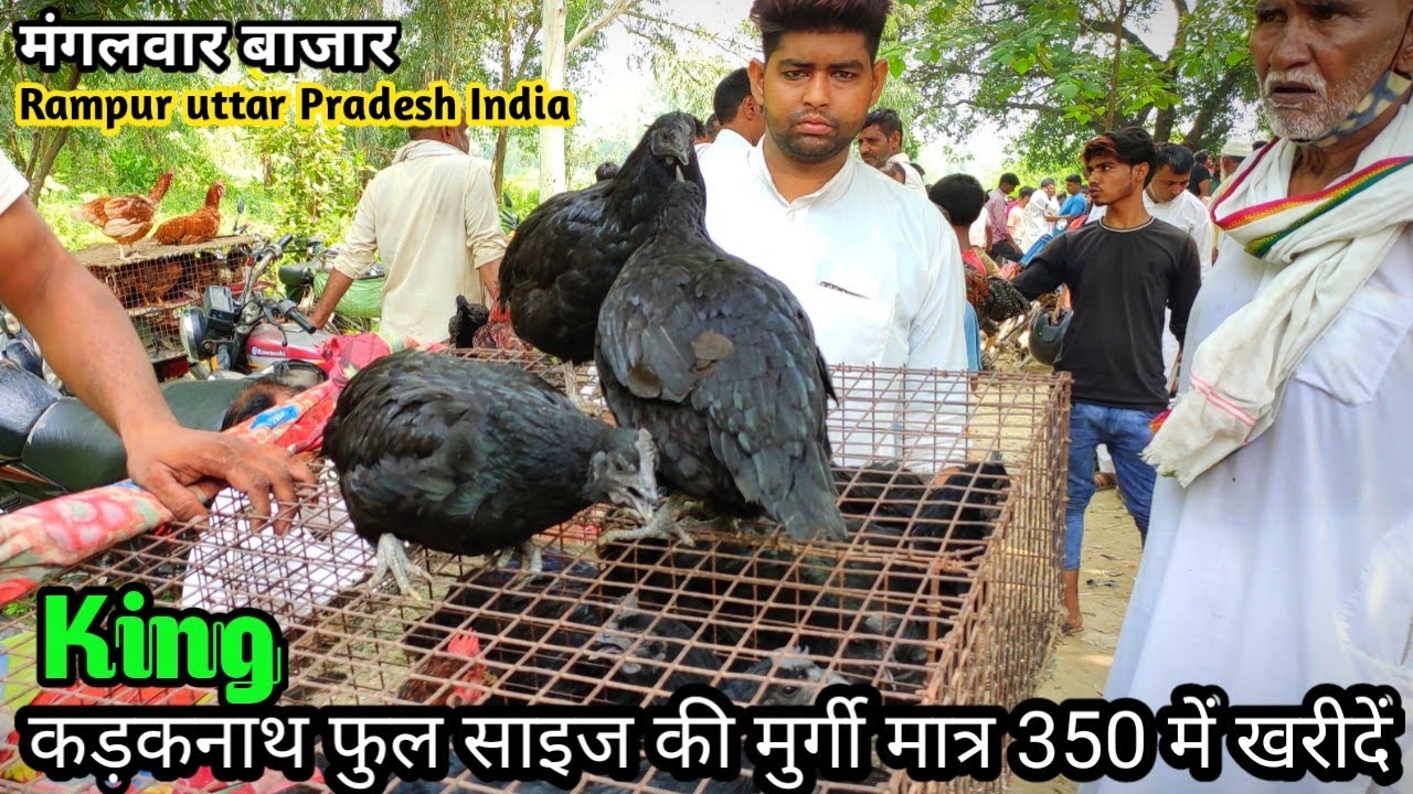 सभी नस्लों के मुर्गों की मार्केट, Rampur Uttrapradesh, कड़कनाथ असील देसी मुर्गे असील मुर्गे के बच्चे