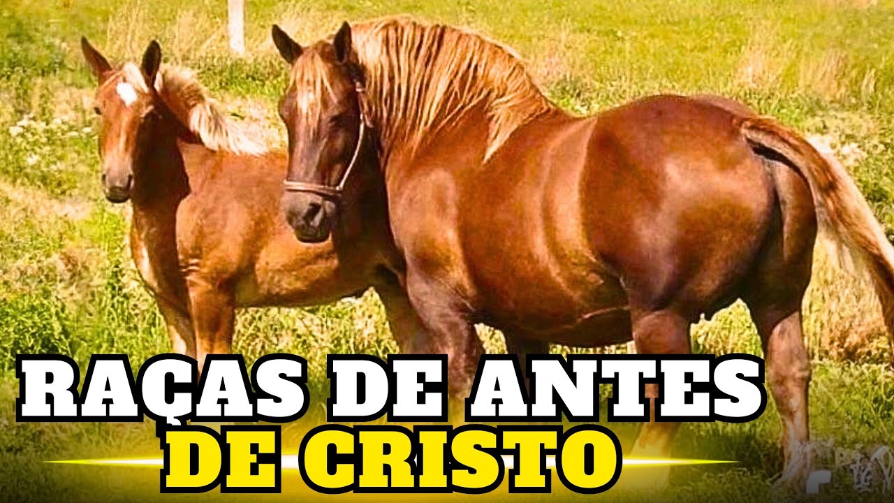 AS 10 RAÇAS de cavalos mais ANTIGAS do MUNDO 