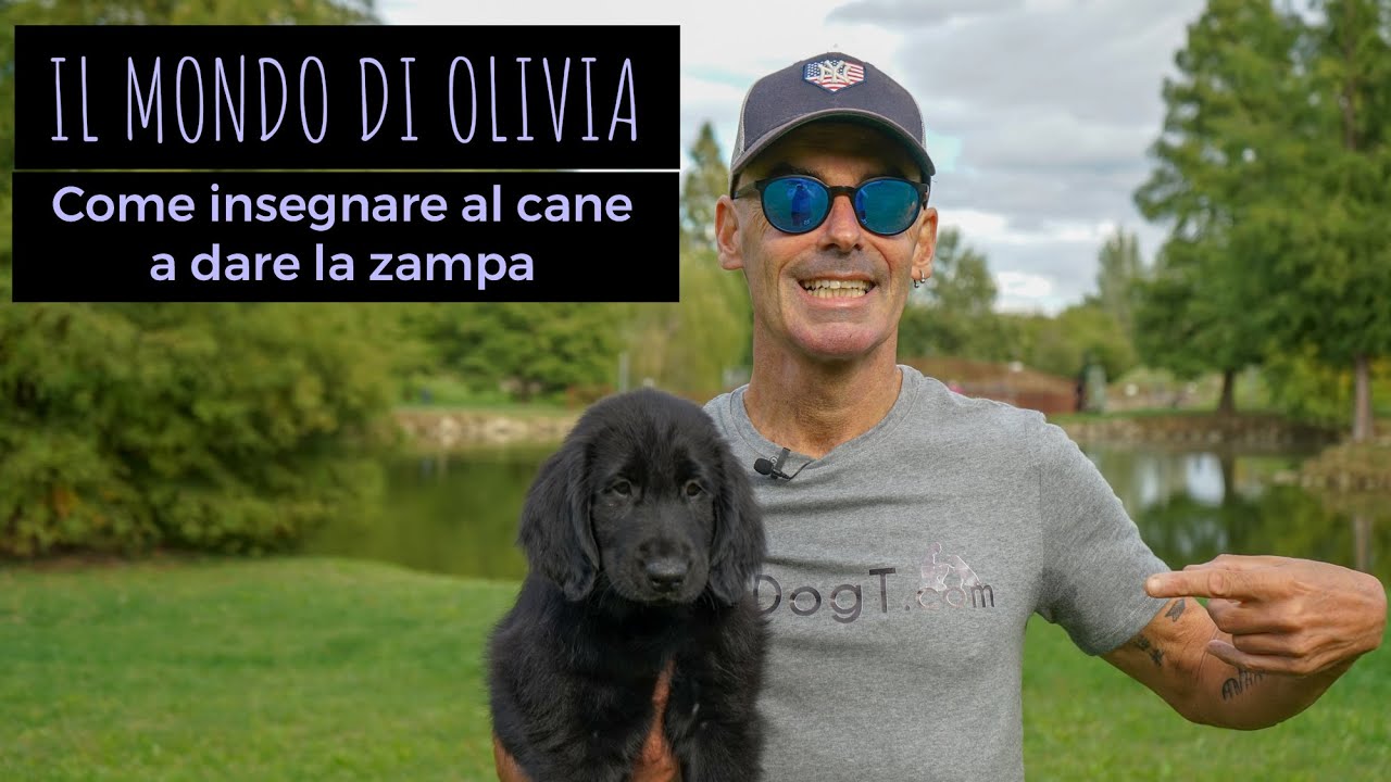 Come insegnare al cane a dare la zampa, Il mondo di Olivia!