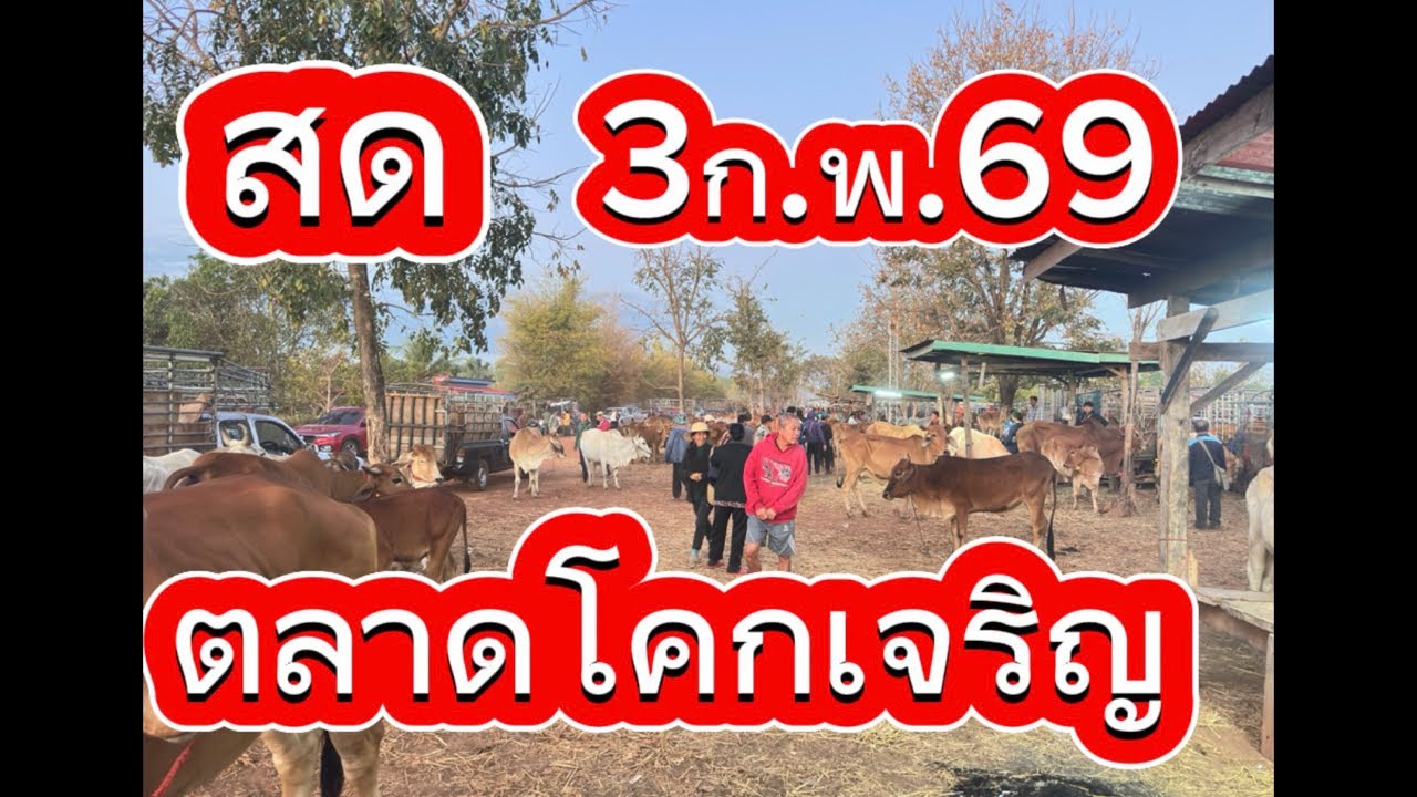ชมบรรยากาศตลาดนัดโคกระบือโคกเจริญ อ.สว่าง จ.สกลนคร #ราคาวัววันนี้ 3/2/69
