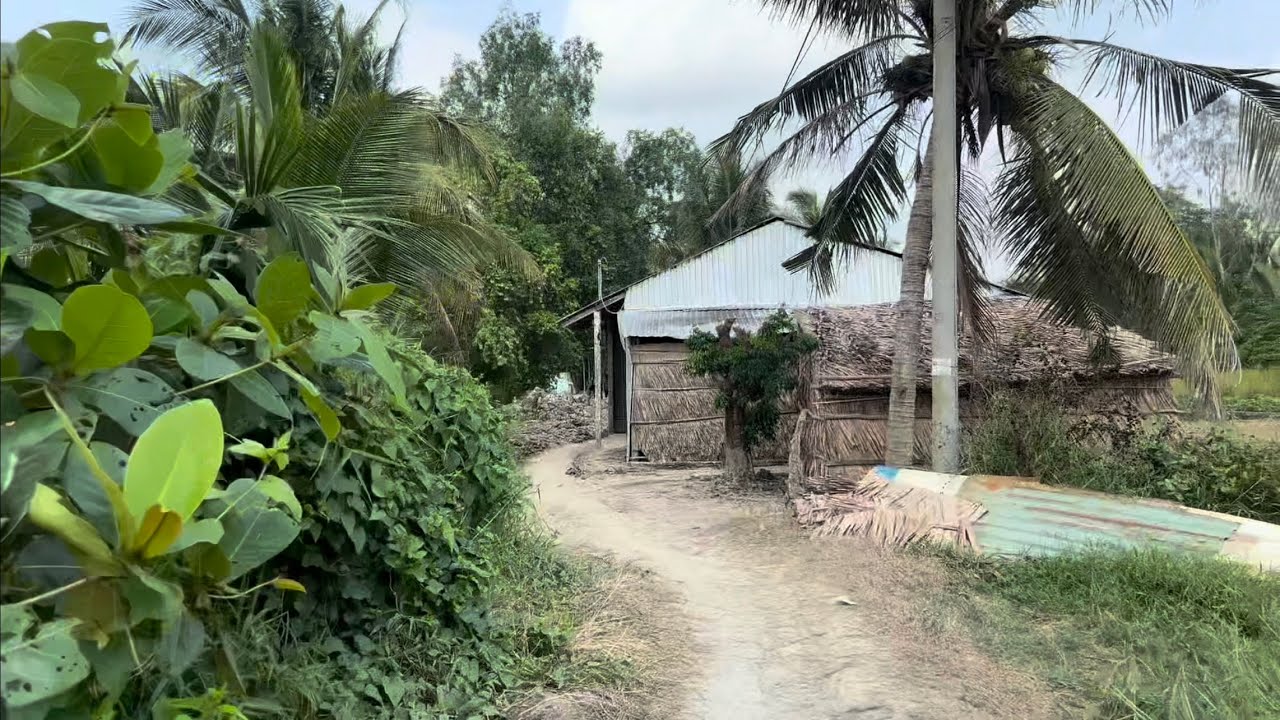 Cuộc Sống Làng Quê Yên Bình Tỉnh Lặng Bất Ngờ Lạc Vào Lộ Làng Năm Xưa Nơi Đồng Lúa Chín