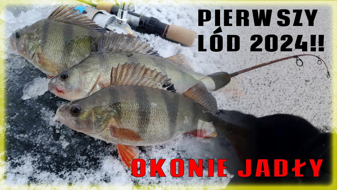 Pierwszy Lód!! Okonie jadły! | Okonie z lodu 2024!! | Wędkarstwo 2024!!