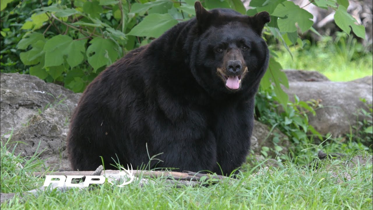 Michel Therrien - Viande d'ours, une viande savoureuse !