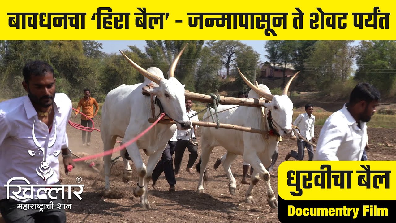 बावधनचा हिरा बैल - जन्मापासून ते शेवट पर्यंत - डॉकुमेंटरी फिल्म | Khillar Maharashtrachi Shaan 2023