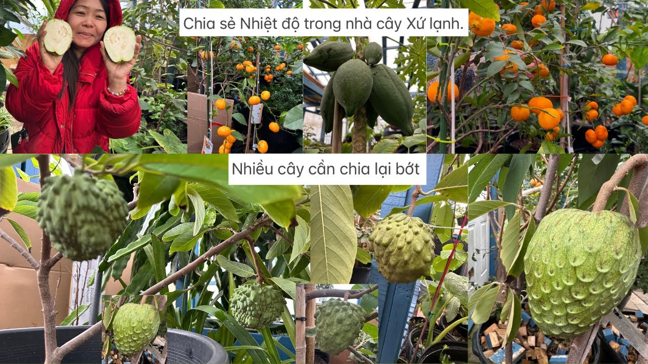 Chia sẻ Nhiệt độ trong nhà cây Xứ lạnh Nhiều cây chủ cần chia lại bớtđt:682270-3260-chị Ngọc🥰🍑# 602
