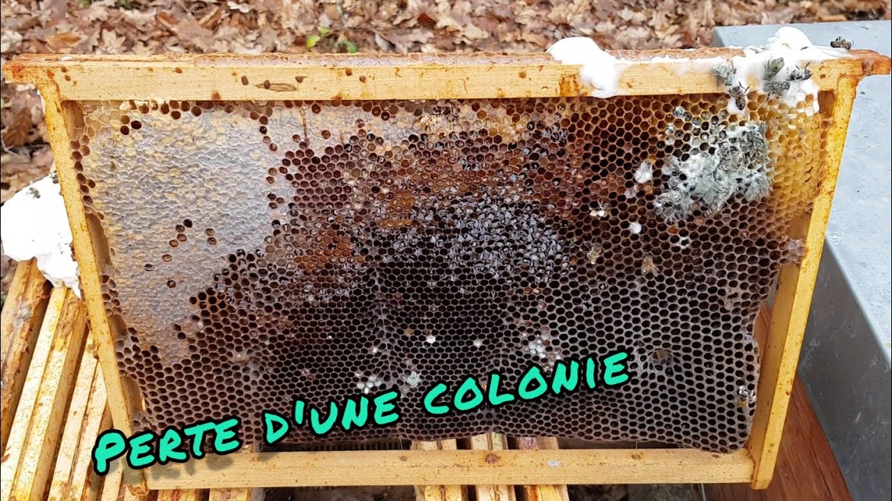 #51 Perte d'une colonie