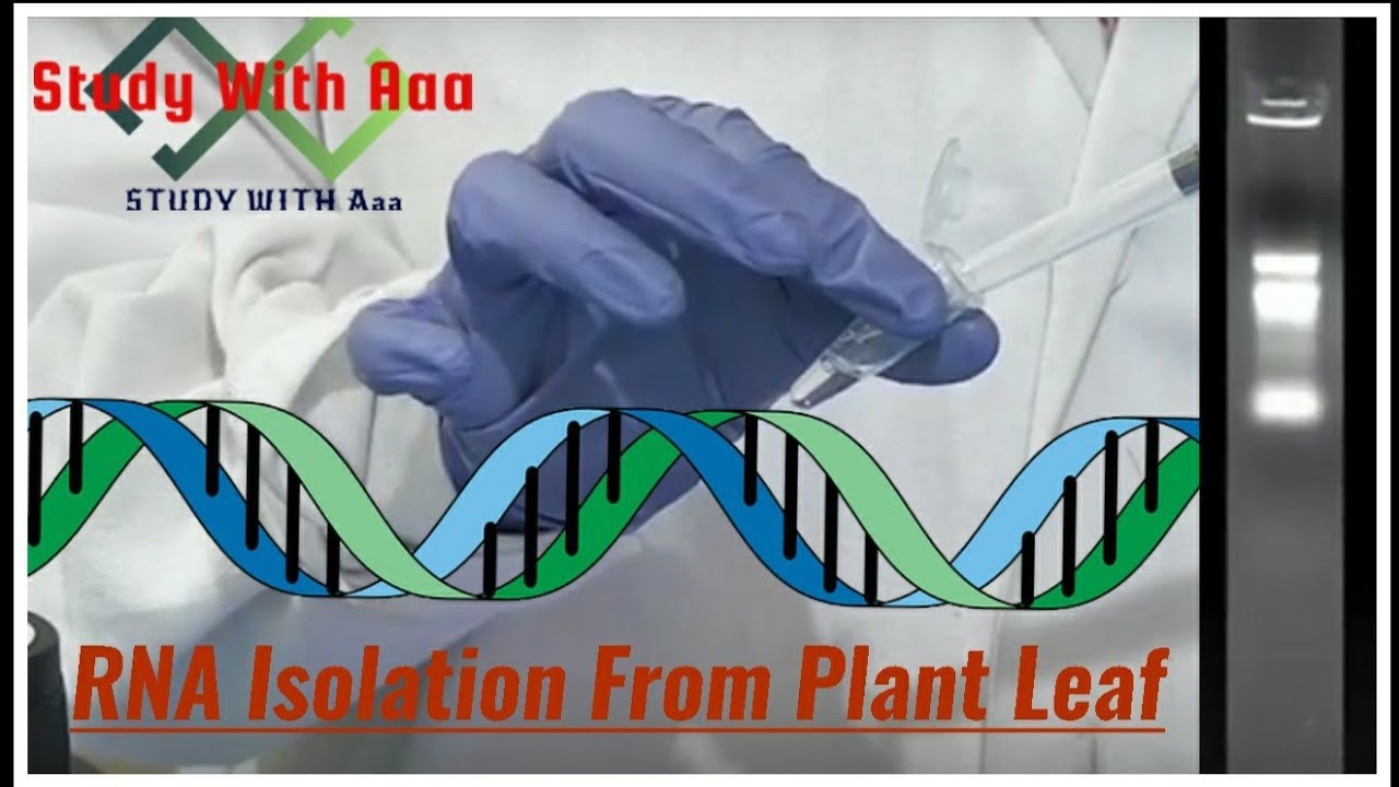 RNA Isolation from plant Leaf with The Help of Trizin Reagent