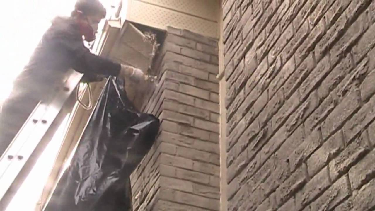 Squirrel Removal Toronto