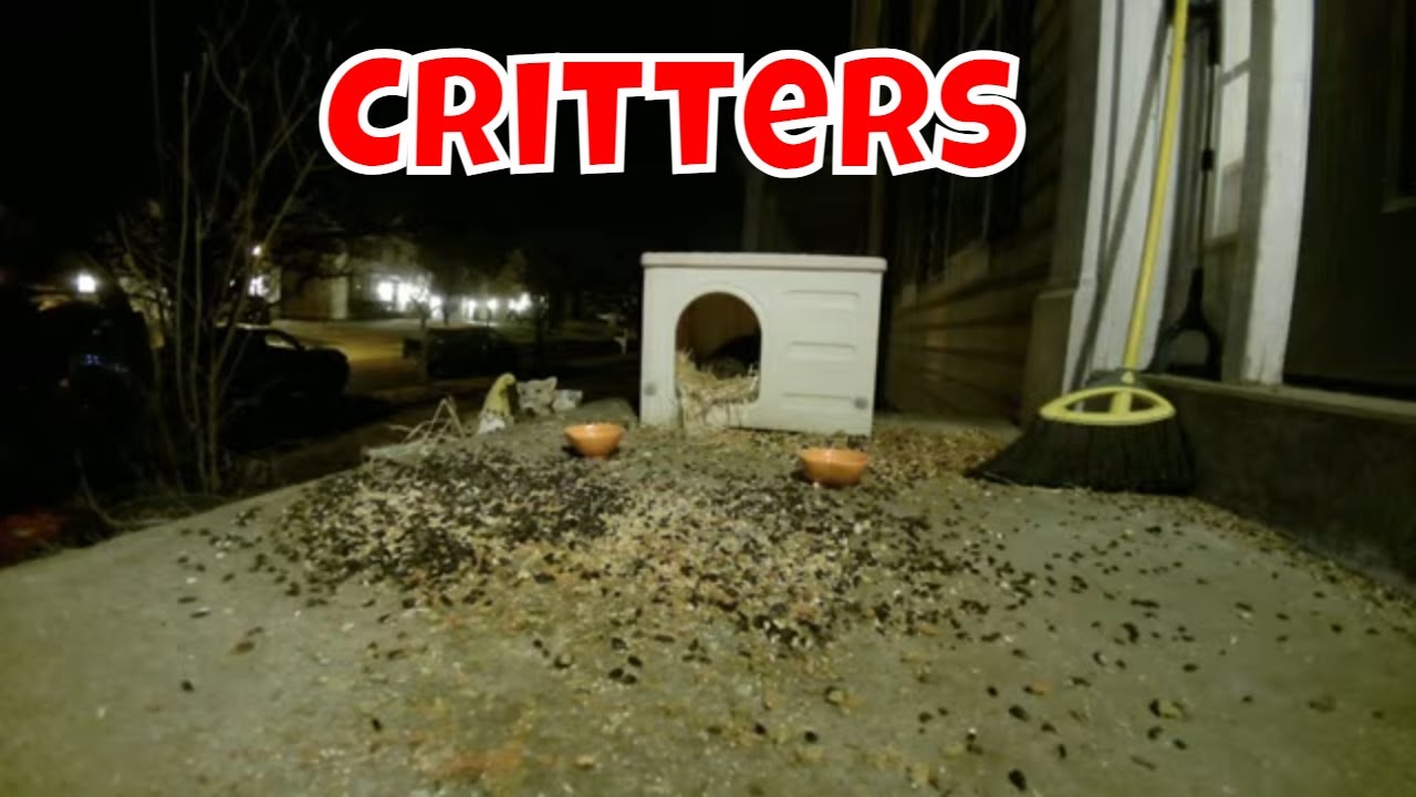 Live Critter Cam For Monday! 😻🦊🦌🐦🦝