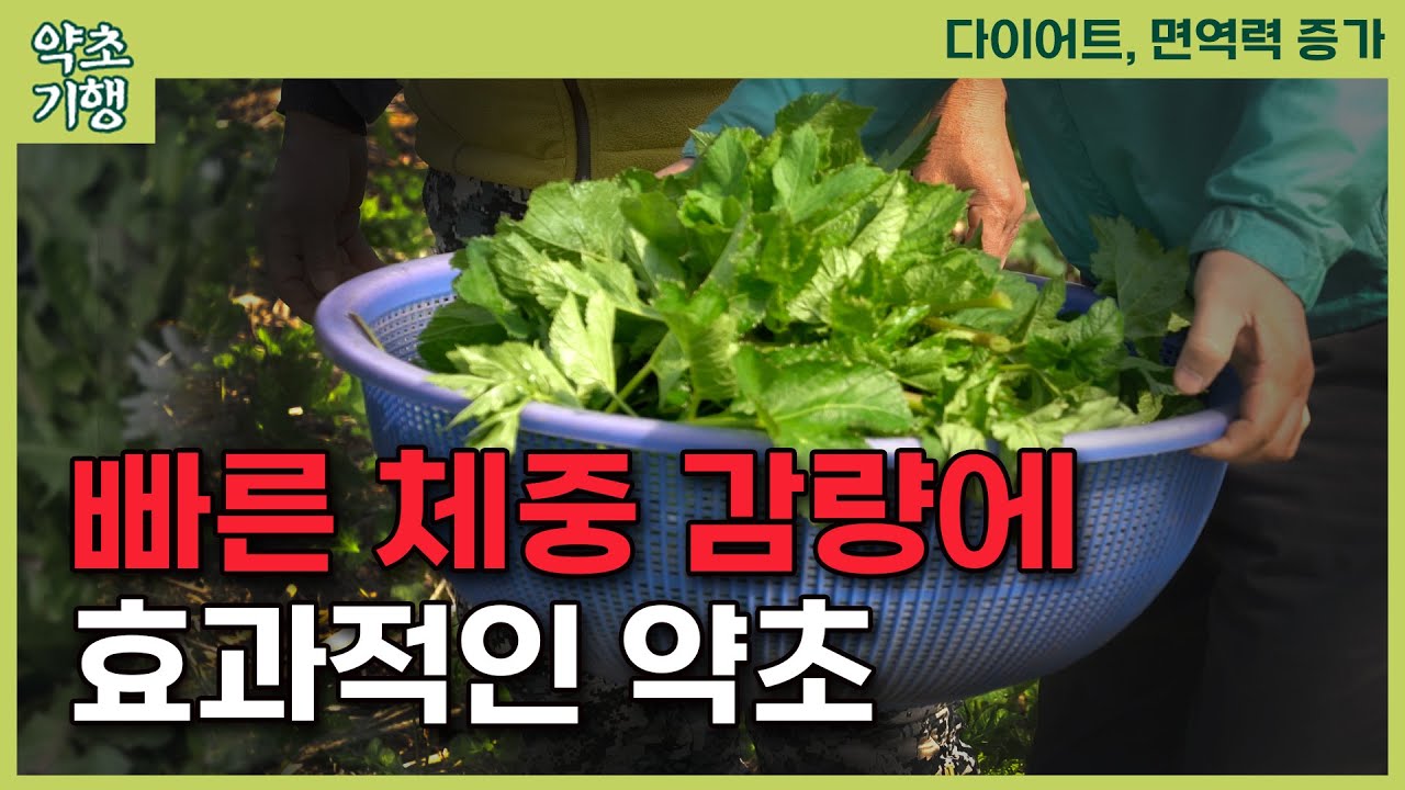 체중감량과 면역력 증강에 이 약초나물 딱입니다[약초방송]