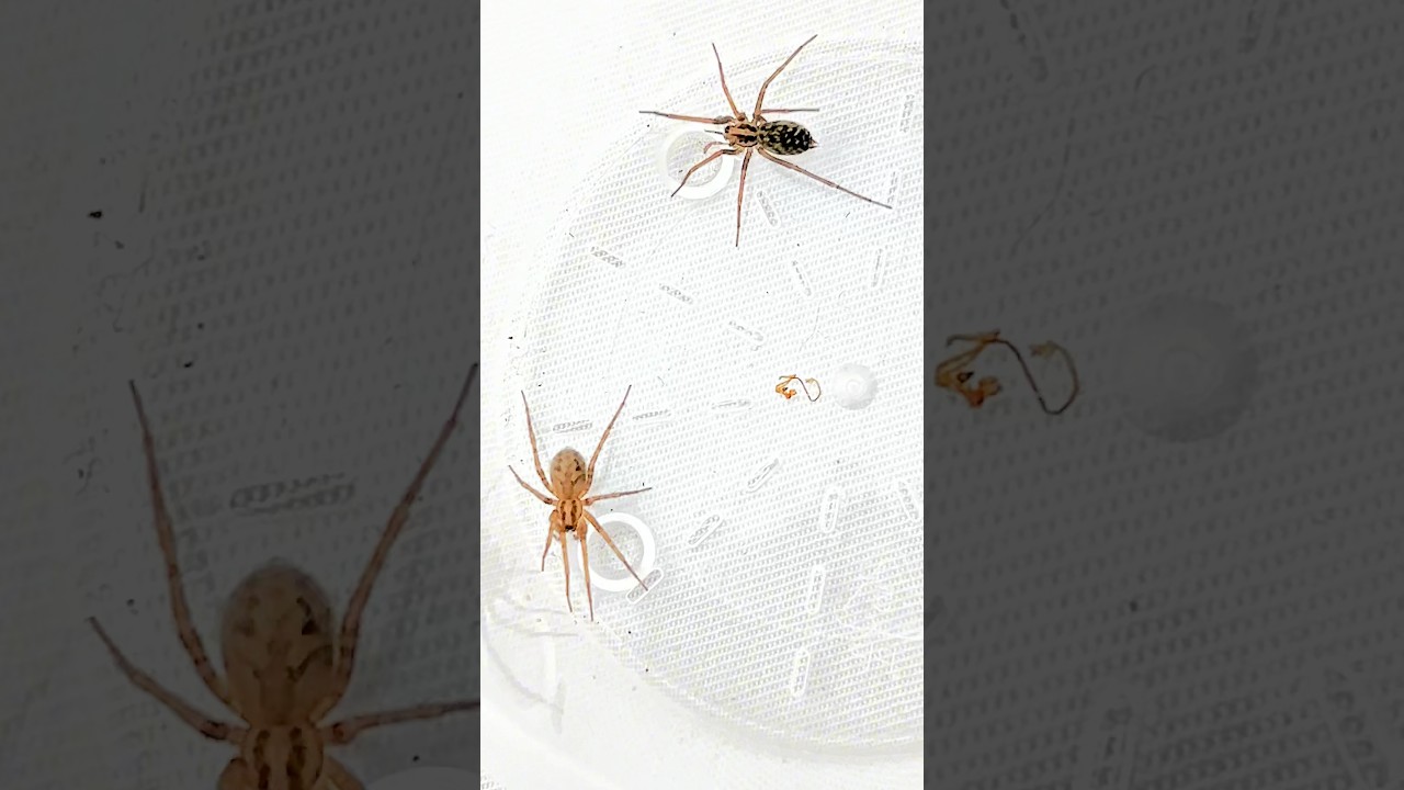 Comparison of Giant house spider and domestic house spider