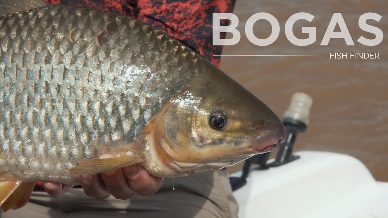 Pesca de Bogas - Lineas, masa, equipos y lugar en Santa Fe