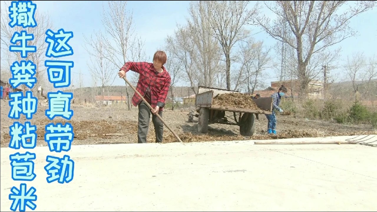 东北农村姑娘要开拖拉机拉牛粪种粘苞米，大妈嘲讽道你开个六开！