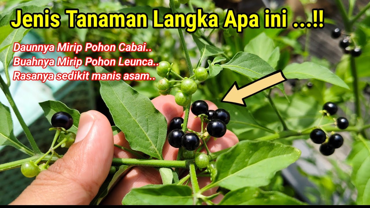 Buah Langka Mirip Dengan Buah Leunca