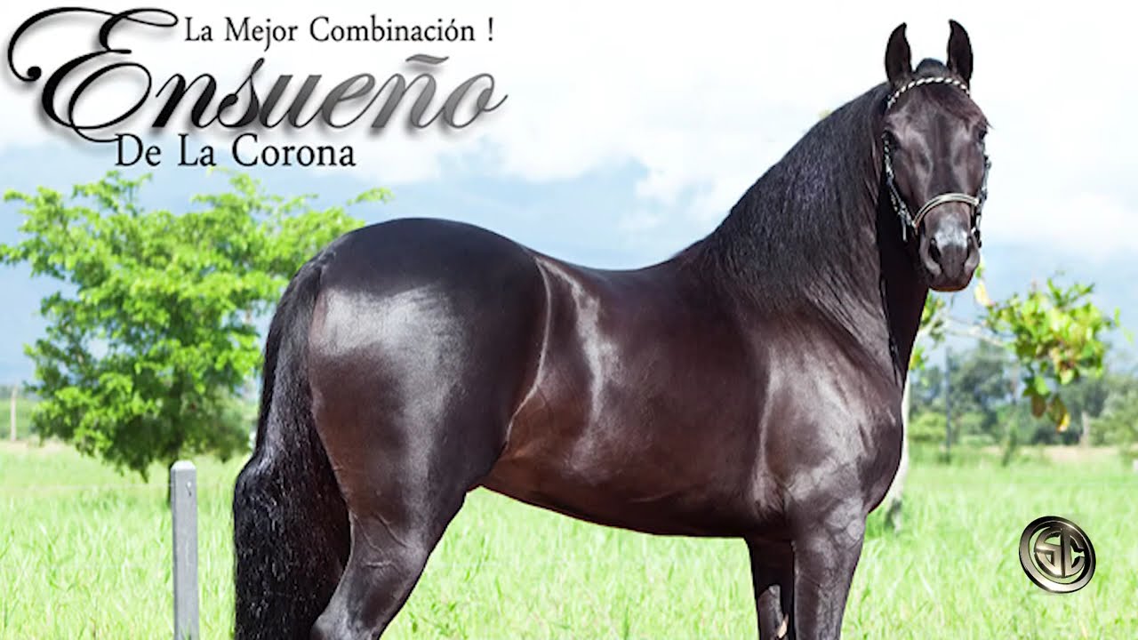 ENSUEÑO DE LA CORONA VIDEO PROMOCIONAL 2012