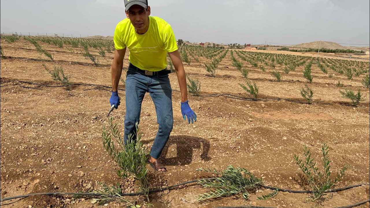 من الميدان التقليم التربية بعد الغرس بالطريقة الصحيحة والتتبع التقني للضيعة