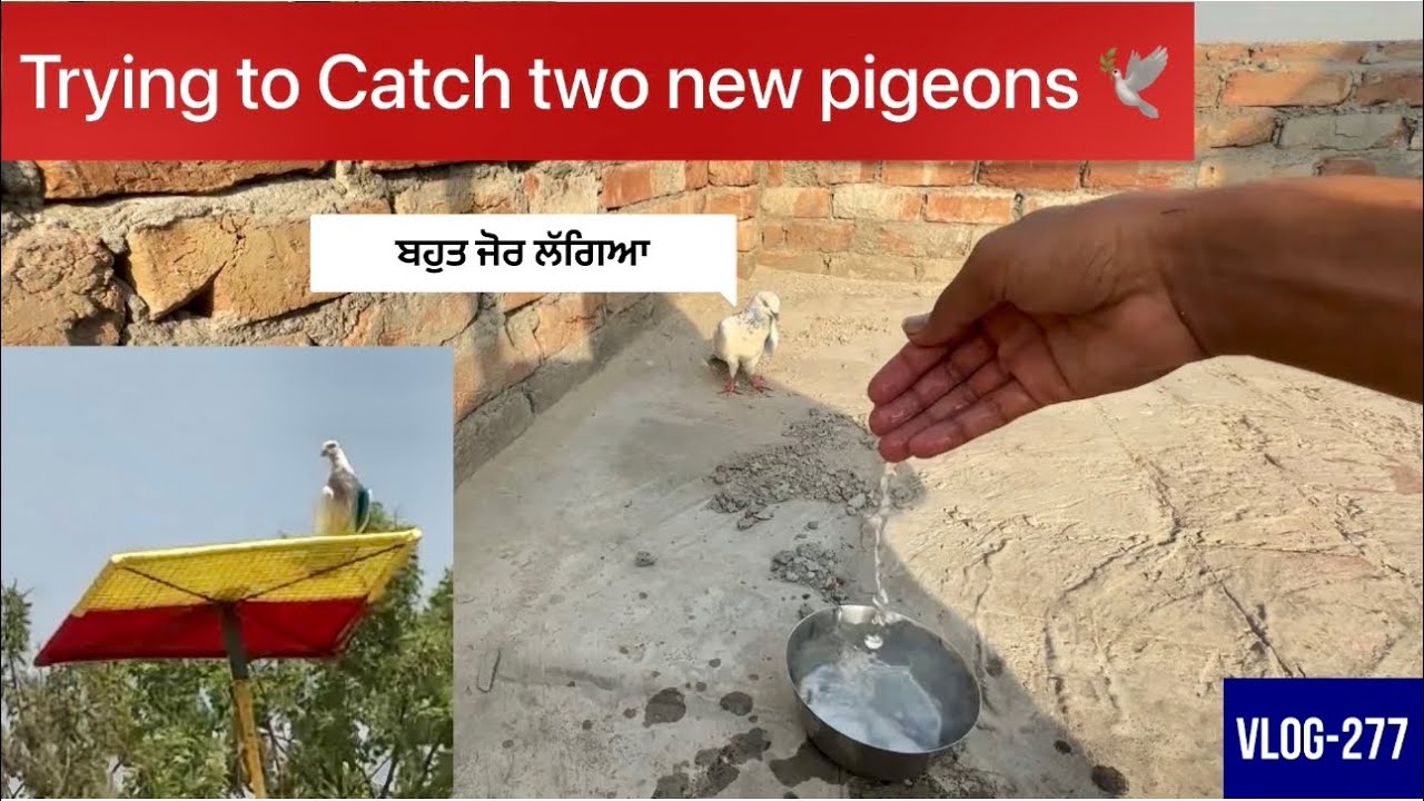 ਲਓ ਜੀ, ਅੱਜ 2 new ਕਬੂਤਰ🕊️ਆਏ ਬਾਹਰੋ, ਦੋਵੇਂ ਹੀ ਆਪਣੇ ਬੈਠ ਗਏ||1 ਦਾ ਜੋਰ ਬਹਾਲਾ ਲੱਗਿਆ ਸੀ, ਉੱਡ-ਉੱਡ ਹੀ ਮਰ ਗਿਆ