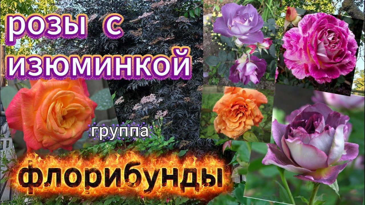 Розы  с  изюминкой . Группа  флорибунды . 1-я серия.