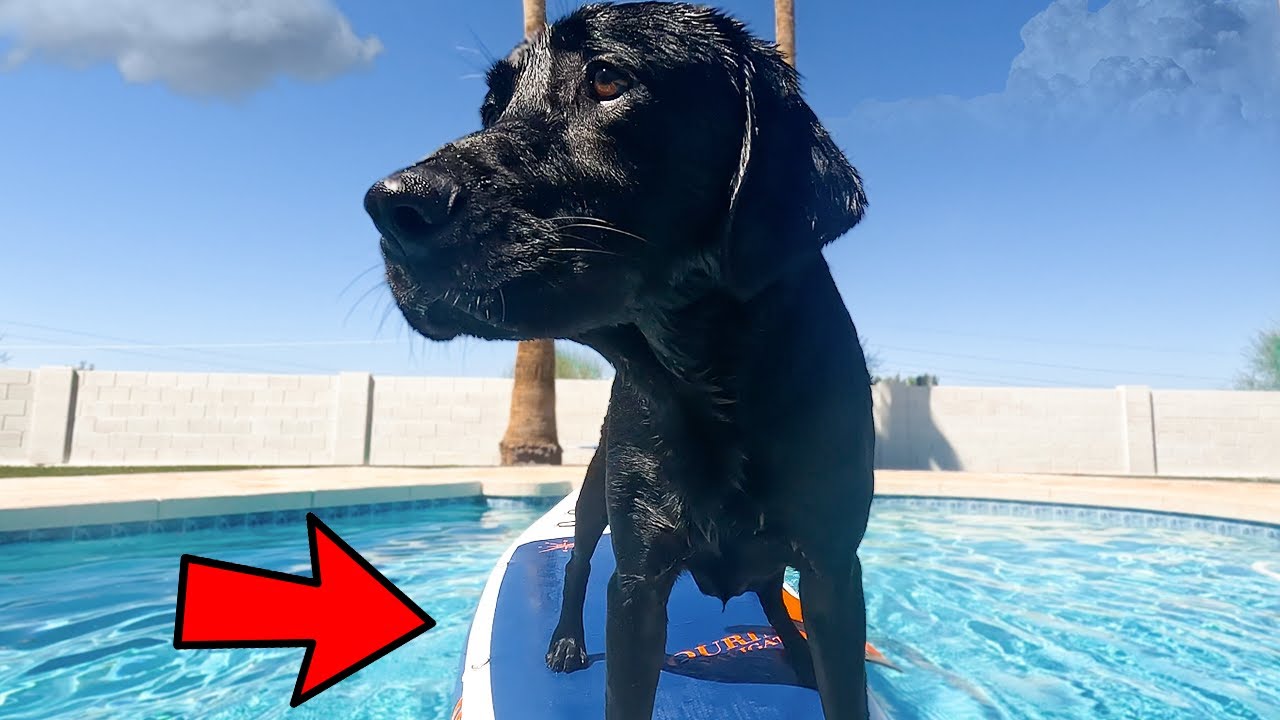 MY DOG Vs A PADDLE BOARD!!
