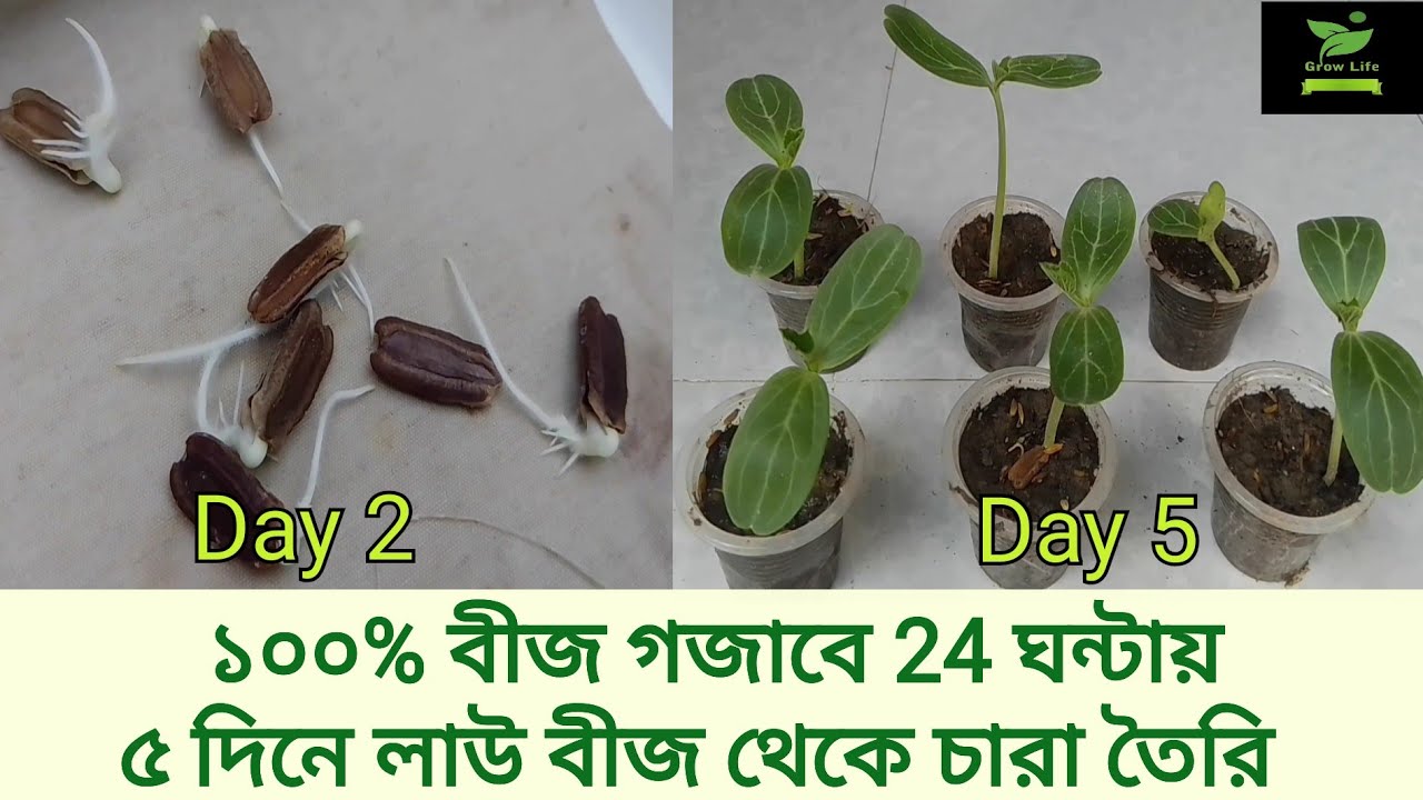 লাউ এর বীজ লাগানোর নিয়ম, লাউ চাষ পদ্ধতি start Bottle Gourd seed