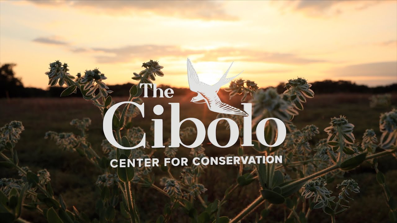 The Cibolo Center for Conservation 2025