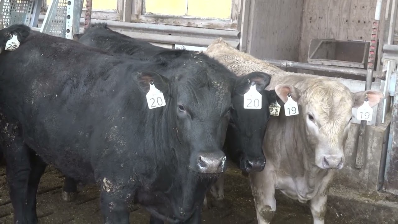IL Beef is being proven top quality