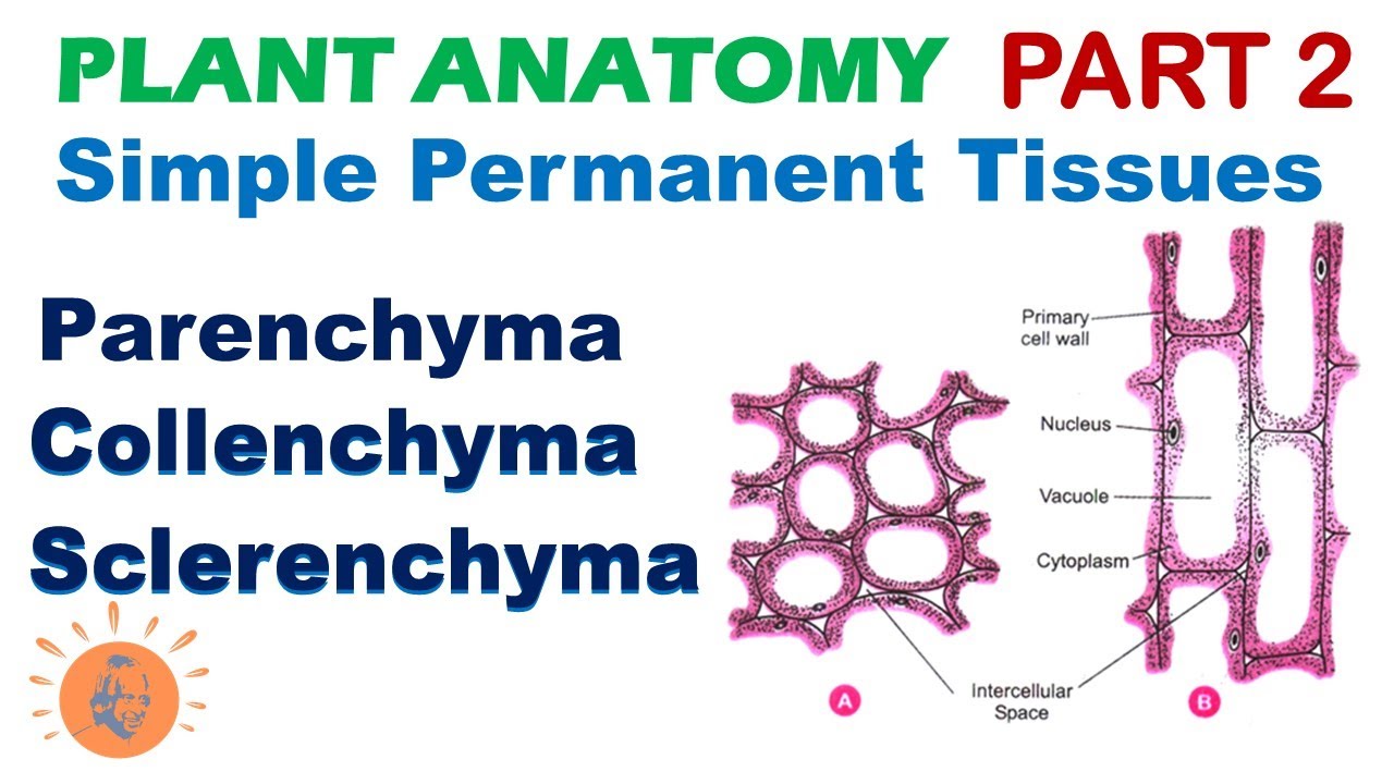 Plant Anatomy 2 | Parenchyma | Collenchyma | Sclerenchyma | Simple Permanent Tissues