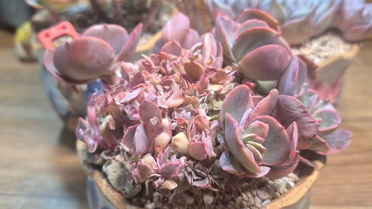 오늘은 수연 분갈이 💕