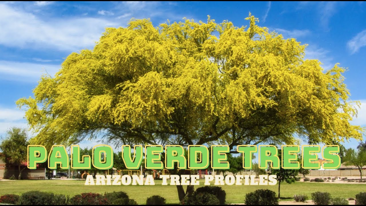 Palo Verde Trees of the Sonoran Desert - Arizona Tree Profiles