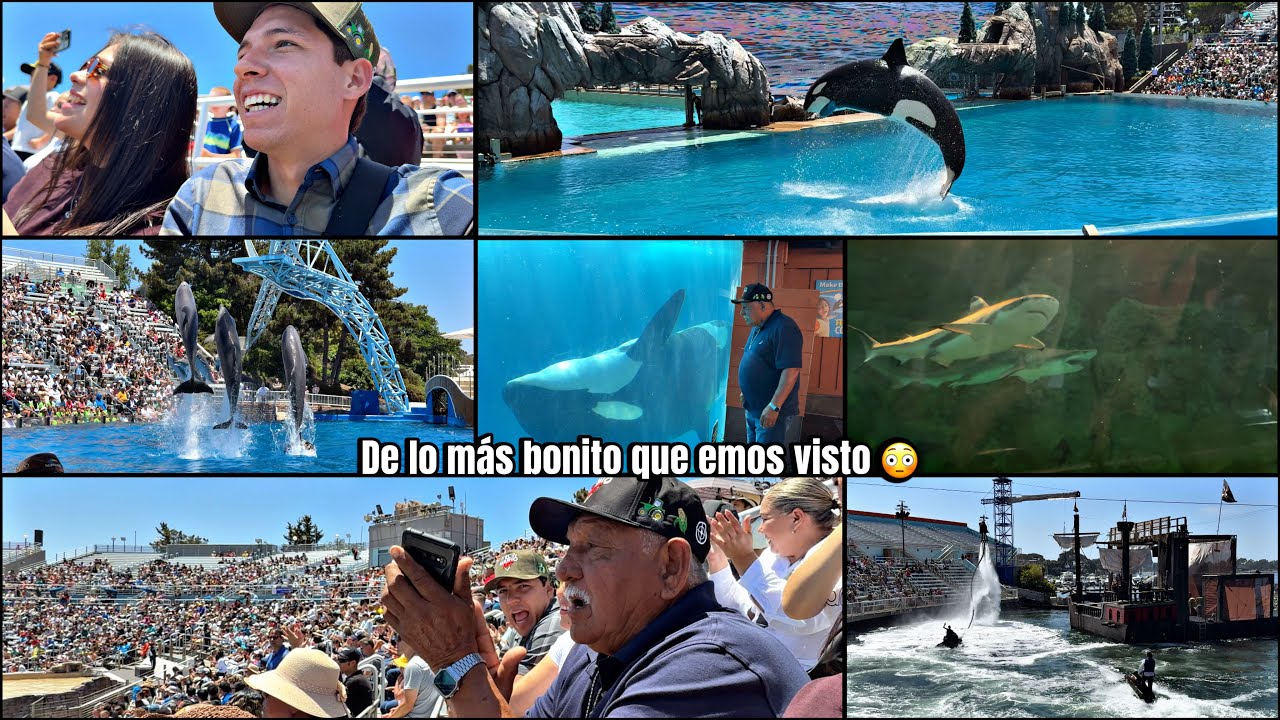ESTO ES SEAWORLD Y SUS ATRACCIONES. ALGO DE LO MÁS BONITO QUE EMOS VISYO 😳🐋‼️