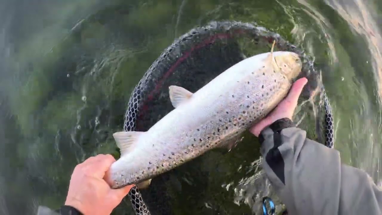 so it begun! autumn fishing for sea trout