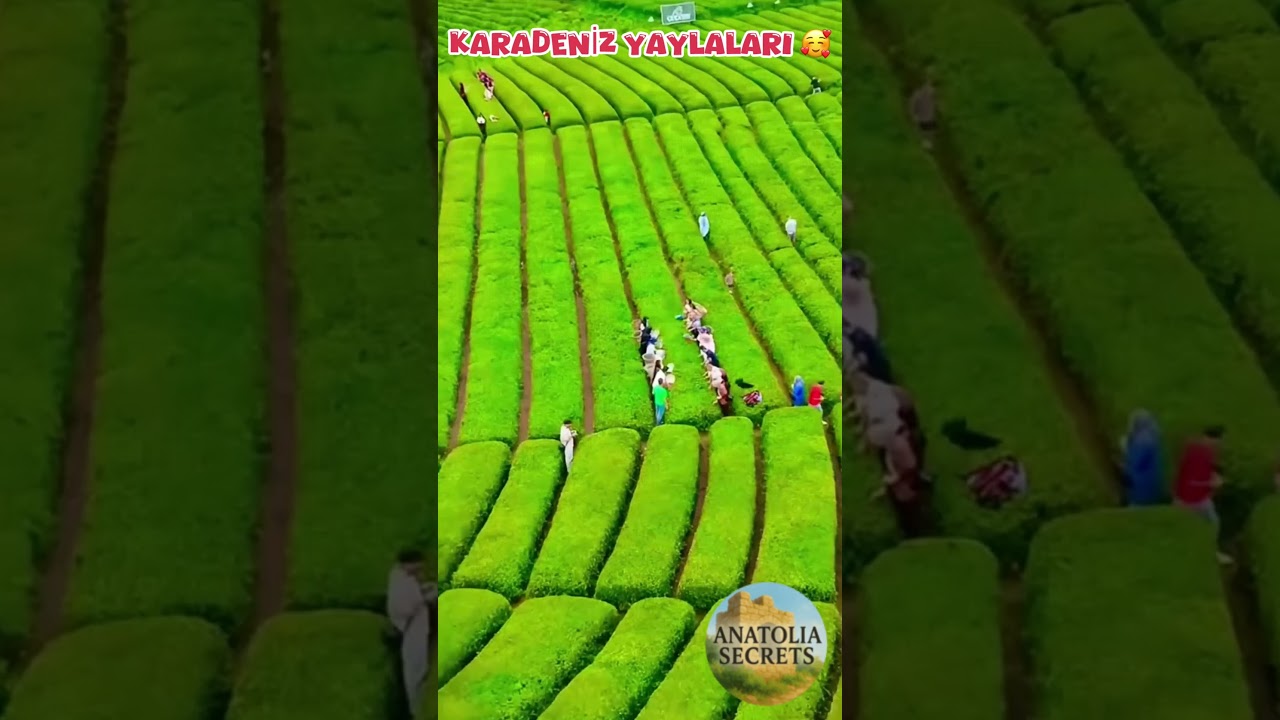 Karadeniz Yaylaları &mdash; Sisli Zirveler Doğa Harikaları (Black Sea Highlands Turkey) #BlackSeaHighlands