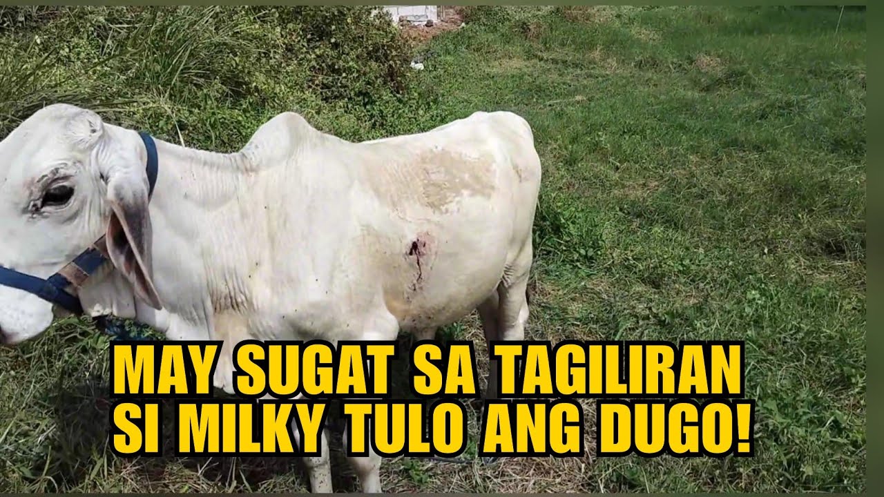 MAY SUGAT SA TAGILIRAN SI MILKY TULO ANG DUGO!