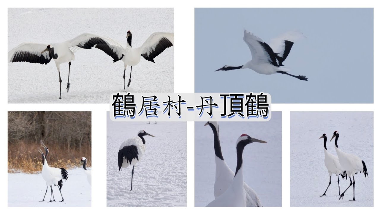 2026年2月1日「日本雪季旅遊-北海道釧路鶴居村#丹頂鶴」