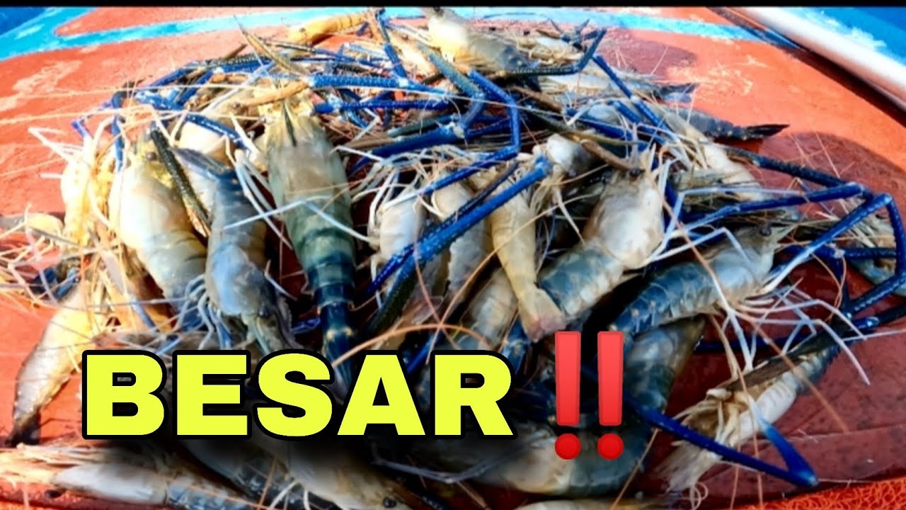 Besar besar udang galahnya‼️