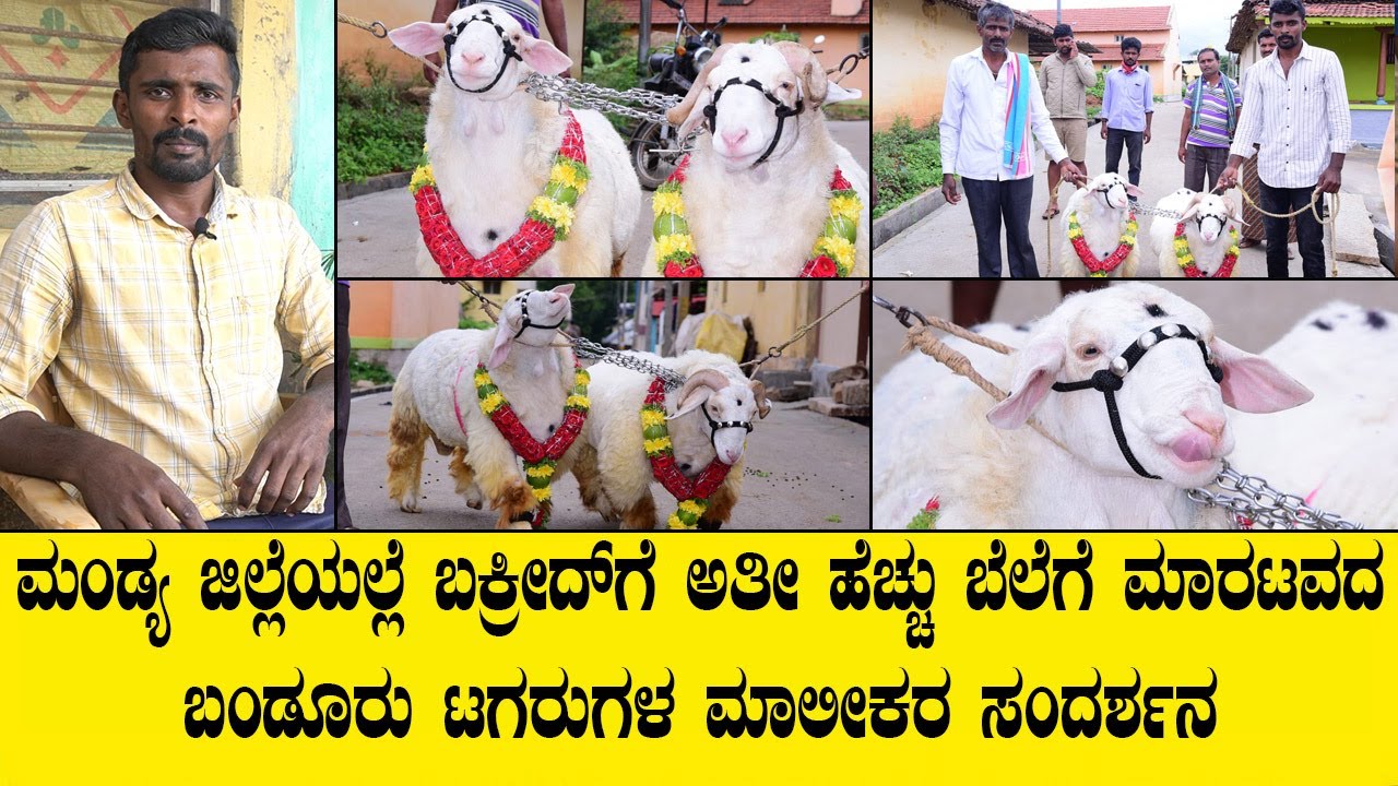 ಪ್ರತೀ ವರ್ಷ ಬಕ್ರೀದ್ ಗೆ ಉತ್ತಮ ಜಾತಿಯ ಬಂಡೂರು ಟಗರುಗಳನ್ನ ಸಾಕಿ ಹೆಚ್ಚು ಆದಾಯ ಗಳಿಸುತ್ತಿರುವ ರೈತ ಕುಟುಂಬ..