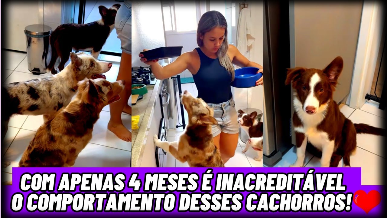 Com Apenas 4 Meses é Inacreditável o Comportamento desses Cachorros! 🐶❤️