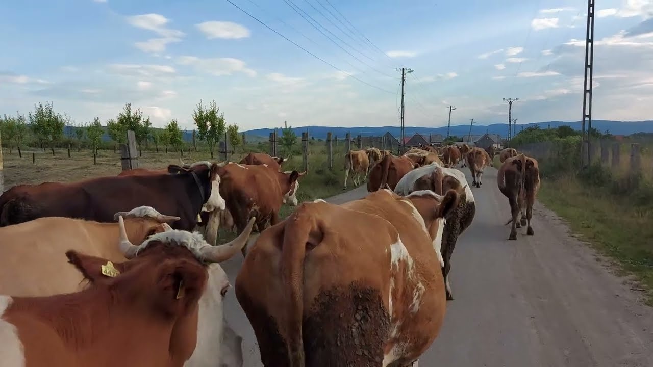 Sz&eacute;kelyf&ouml;ldi pillanatok - vonulnak haza a tehenek, a csorda K&aacute;szonfelt&iacute;zen