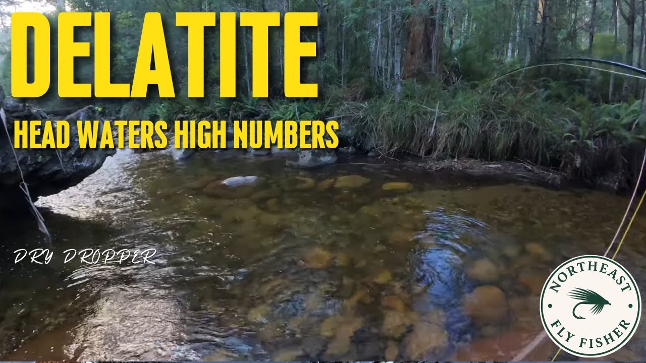 NORTHEAST FLYFISHER : HEAD WATERS HIGH NUMBERS 