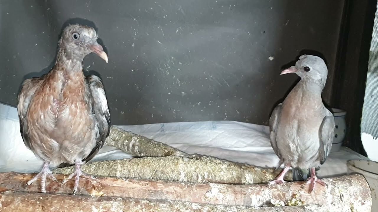 Pichones de torcaz: sonda y sólidos hidratados y más tips