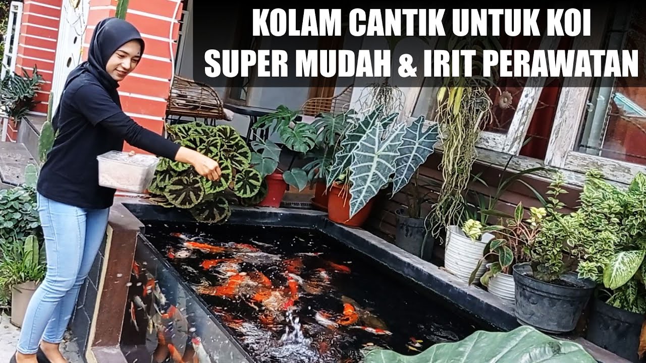 BONGKAR RAHASIA❗ KOLAM IKAN KOI MURAH MERIAH PERAWATANYA MUDAH IKAN KOINYA MELIMPAH❗❗