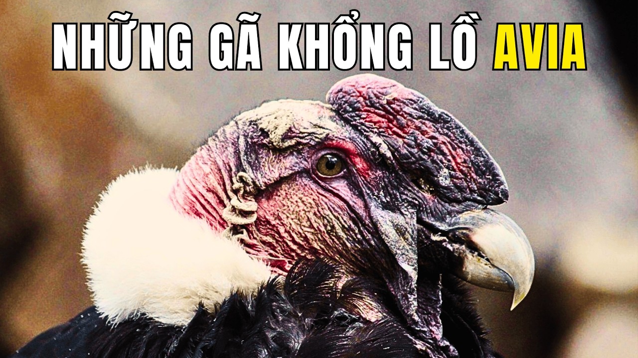 Di Sản Của Những Gã Khổng Lồ Lông Vũ | Khám Phá Thế Giới Động Vật Hoang Dã
