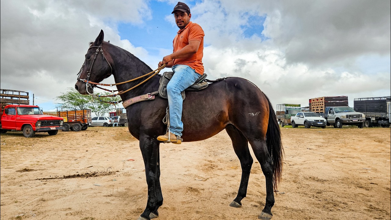 FEIRA DE CAVALOS DE CACHOEIRINHA PE, QUINTA FEIRA, (12/02/26) #nordeste