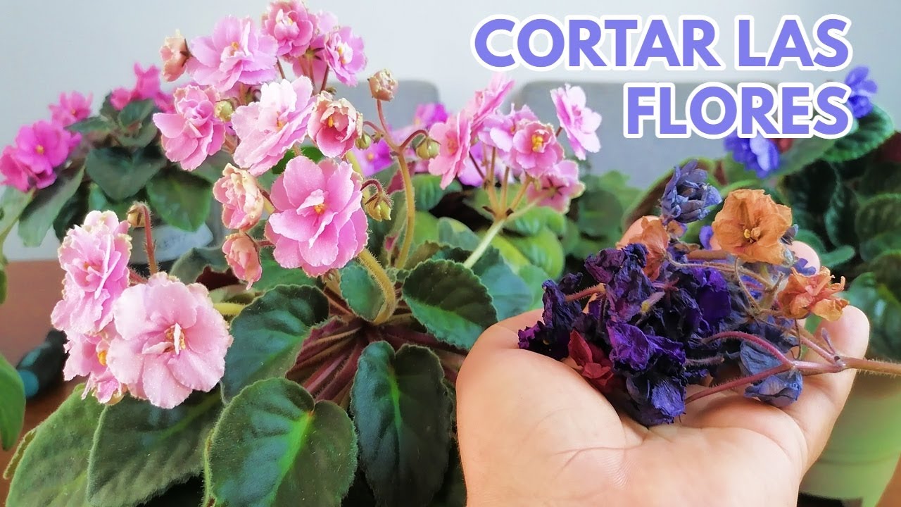 cortar las flores de las violetas africanas chuyito jardinero