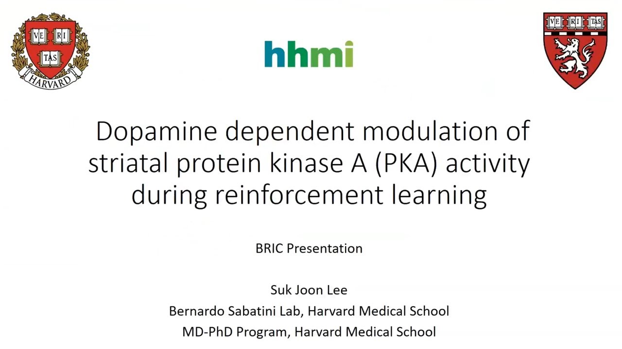 학습시 일어나는 기저핵 내에서의 도파민 분비로 인한 Protein Kinase A 활동 변화