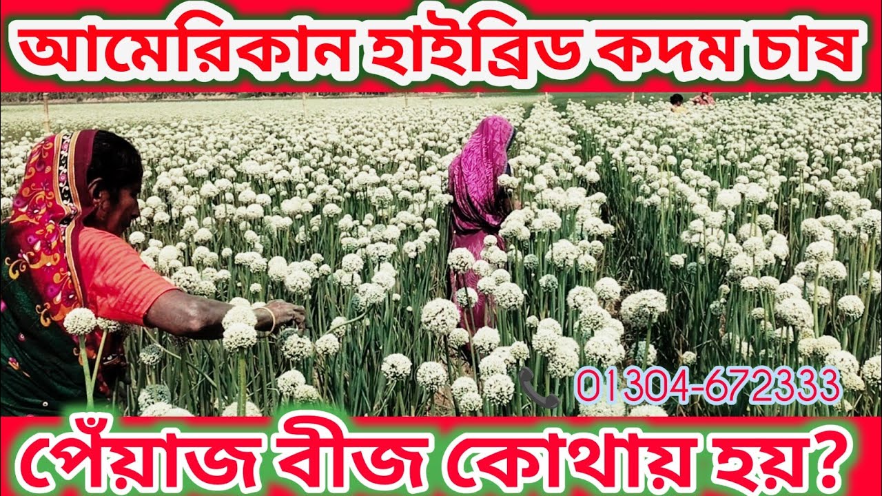 পেঁয়াজ ফুল চাষ পদ্ধতি | পেঁয়াজের বীজ সংগ্রহ ও বীজ উৎপাদনের সম্পূর্ণ গাইড | Onion Seed Production |