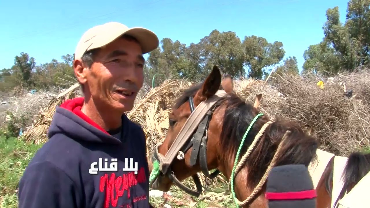 bila kinaa | الفارس فريكس : نشق فطري مع نصف النهار..نحب على ثمنية صغار..مرتي صغيرة وتجيب