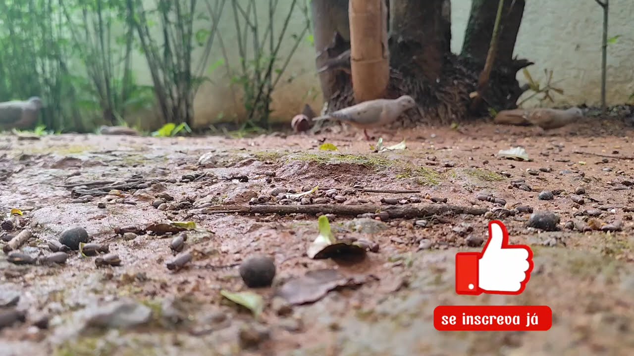 Não são apenas pássaros família ,!inteiras  de ?